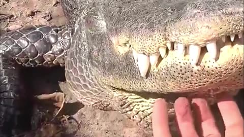 Cute and funny crocodile