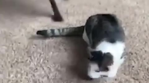 Funny cats and animals videos