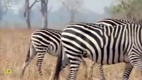 animals