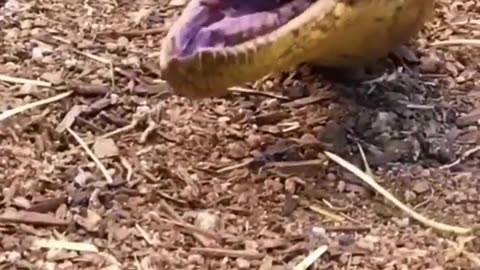 Amazing Animal Growth Journey