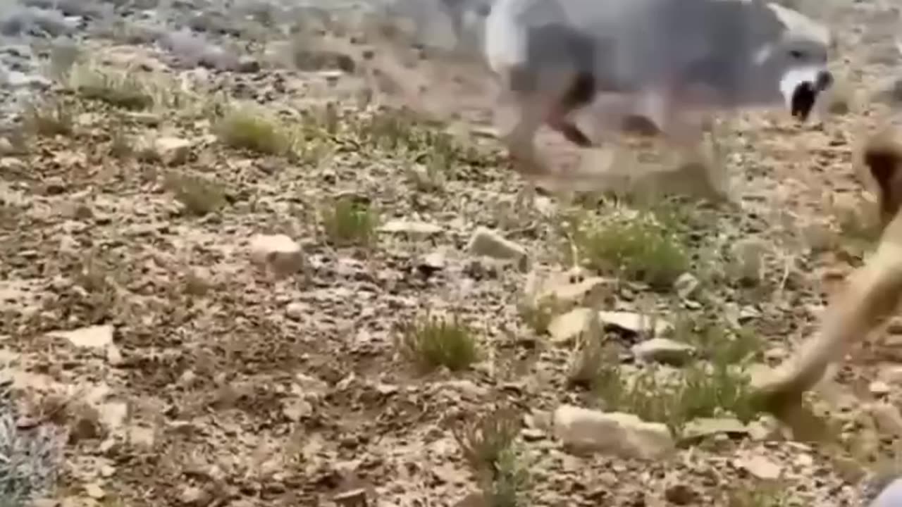 Funny animals