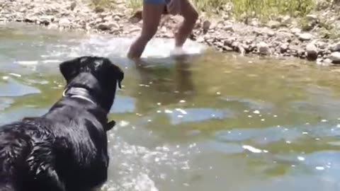 Rottie LOVE 🥰 #rottweiler #shorts