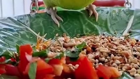 BREAKFAST FOOD for BUDGIES #budgiesAustralia #cutebirds