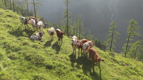 Cows on an Alpine Slope