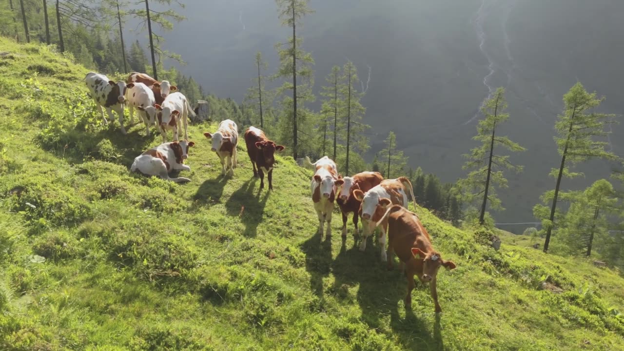 Cows on an Alpine Slope