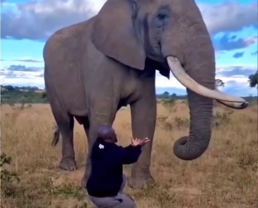 Elephant pretends to eat this guys hat..🐘🧢😅