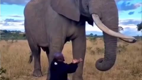 Elephant pretends to eat this guy's hat..🐘🧢😅