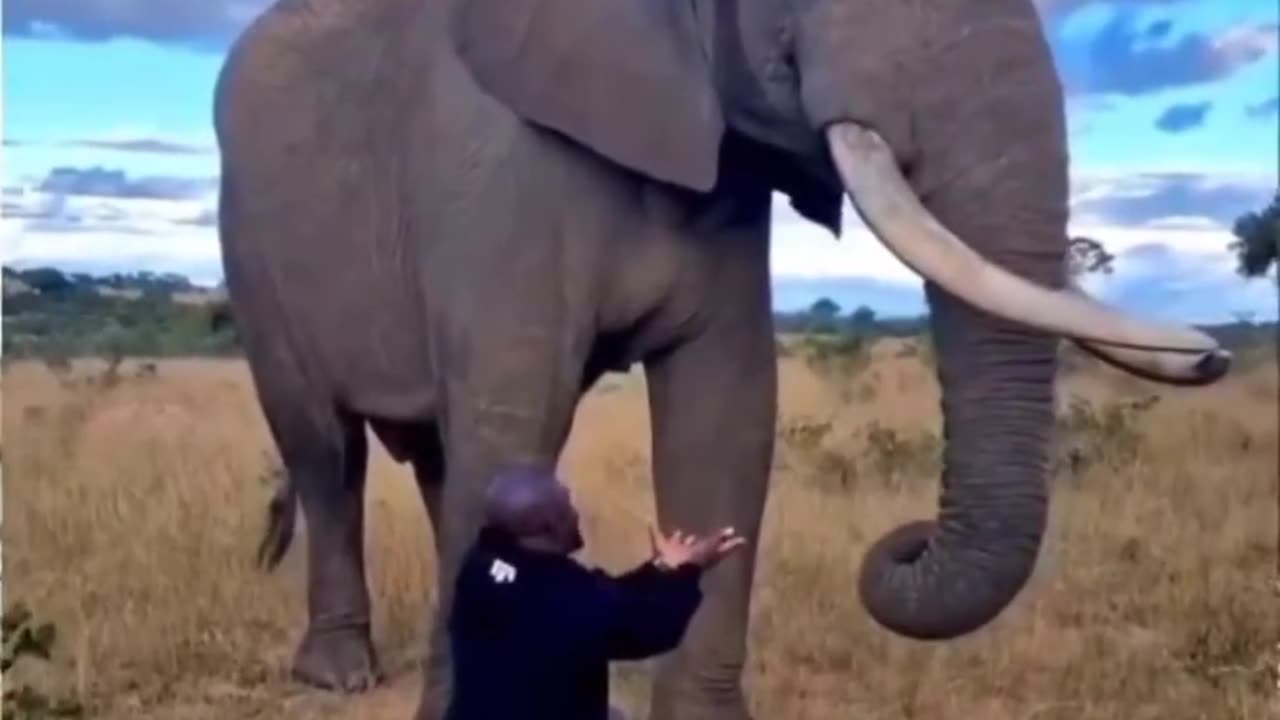 Elephant pretends to eat this guy's hat..🐘🧢😅