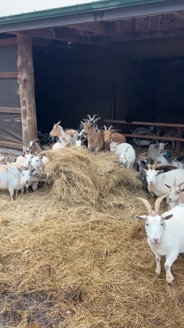 Goats really are Enjoying this Weather