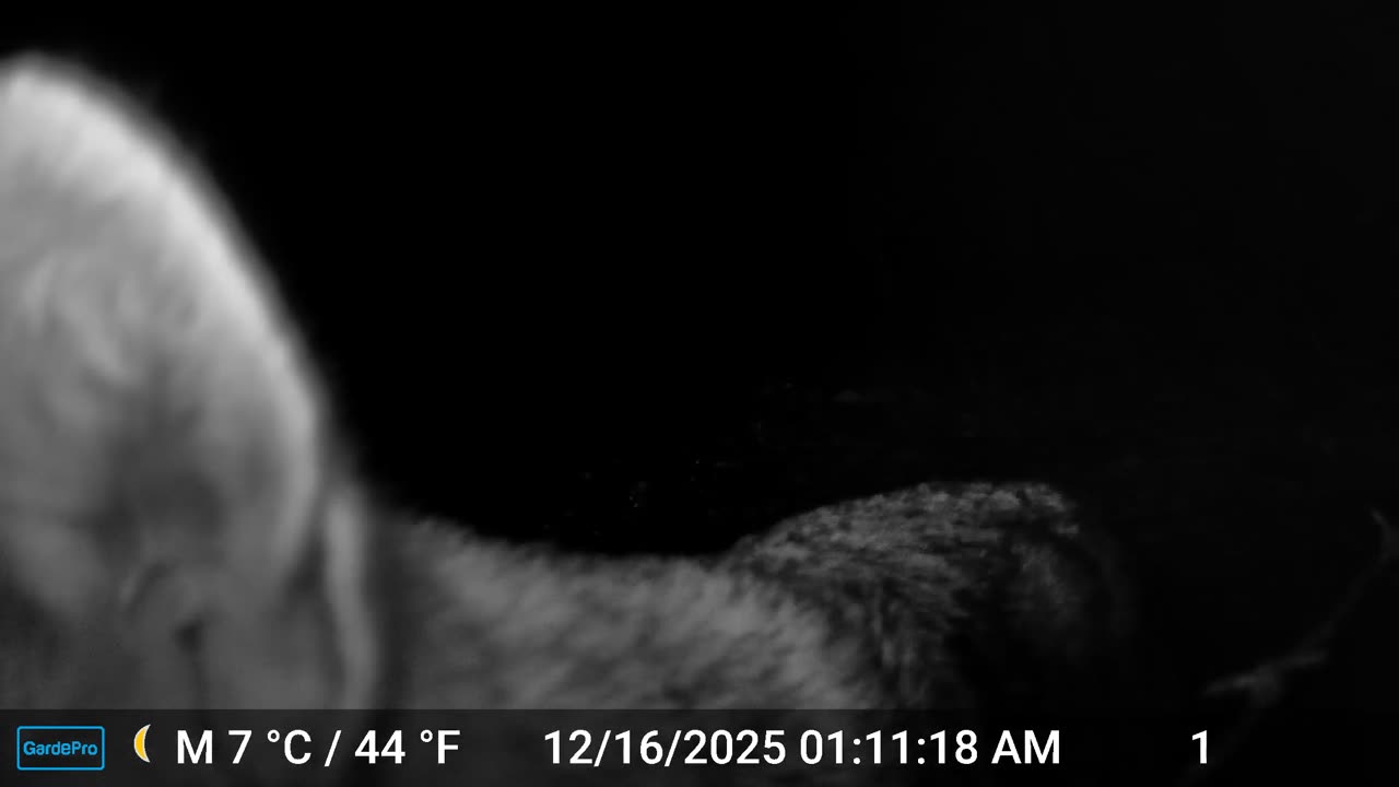 Leave ... the Camera ... Alone