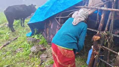 Raw & Real: Buffalo Herder Working in Extreme Rain