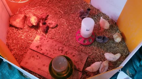 Is the hatchling digging for food, or is he digging an escape tunnel? You decide! #SparklegleamFarm