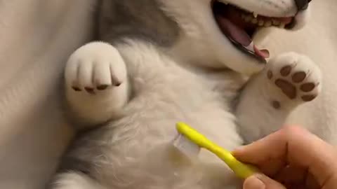 Dogs and cats
