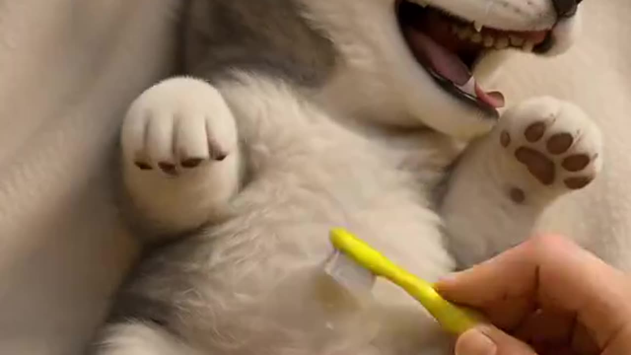 Dogs and cats