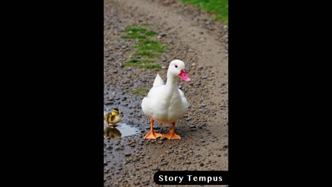 The Pond Half Full - A Heartwarming Story of Perspective