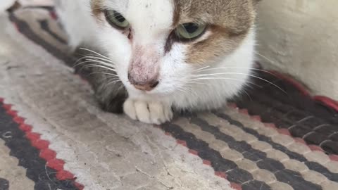 “Cute Cat Nap Time Compilation 😻”