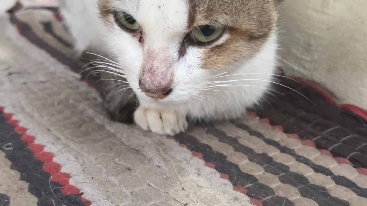 “Cute Cat Nap Time Compilation 😻”