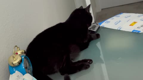 Cute Precious Piper is On Top of Her Work - My Adopted Shelter Cat Vlog