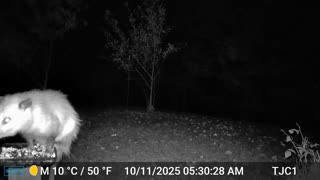 Possum