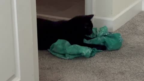 Cute Precious Piper Has a Wrestling Match with My Dress - My Adopted Shelter Cat Vlog