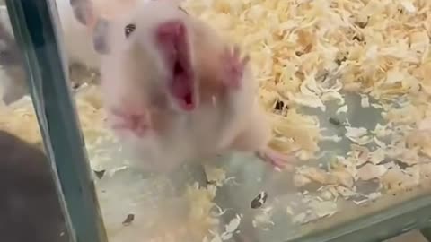 The cutest hamsters in the world 🐹💞"