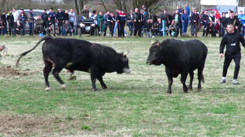 Medonja od Poljića vs Panter od Herce korida kod Hiketa 2024