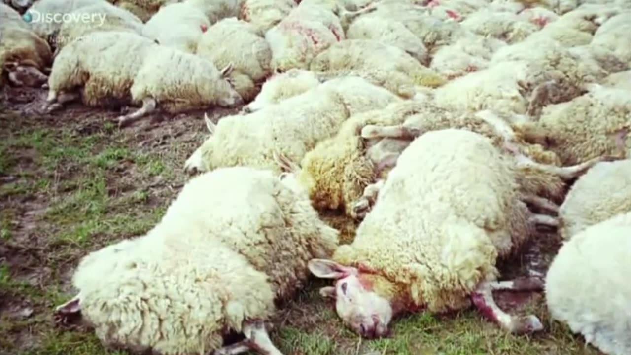 CZY TO BYŁO UFO 4 dokument pl