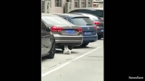 BestCatVideosoftheDecade