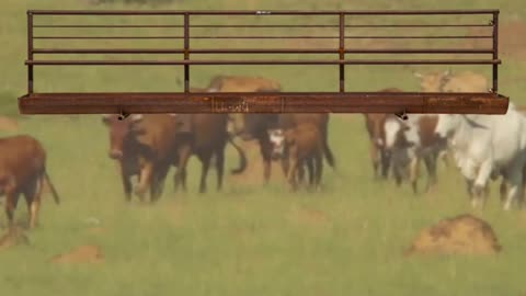 Freestanding Feed Bunk Panels