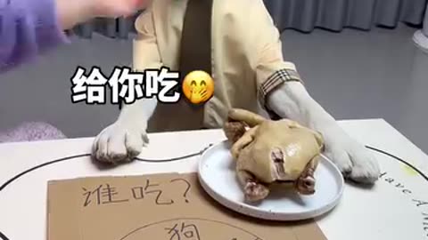 Dog eating chicken 🍗🐔🐔🍗