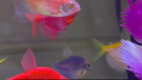 Daily Horoscope | Pisces 🌟