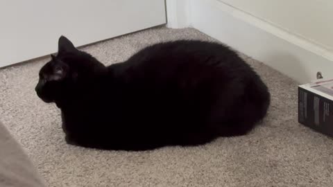 Cute Precious Piper is a Corner Loaf - Adopting a Cat from a Shelter Vlog