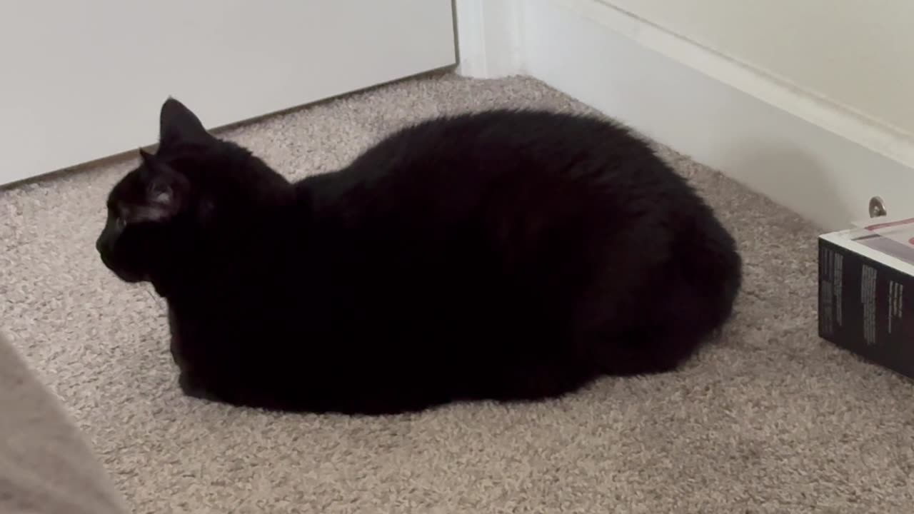 Cute Precious Piper is a Corner Loaf - Adopting a Cat from a Shelter Vlog
