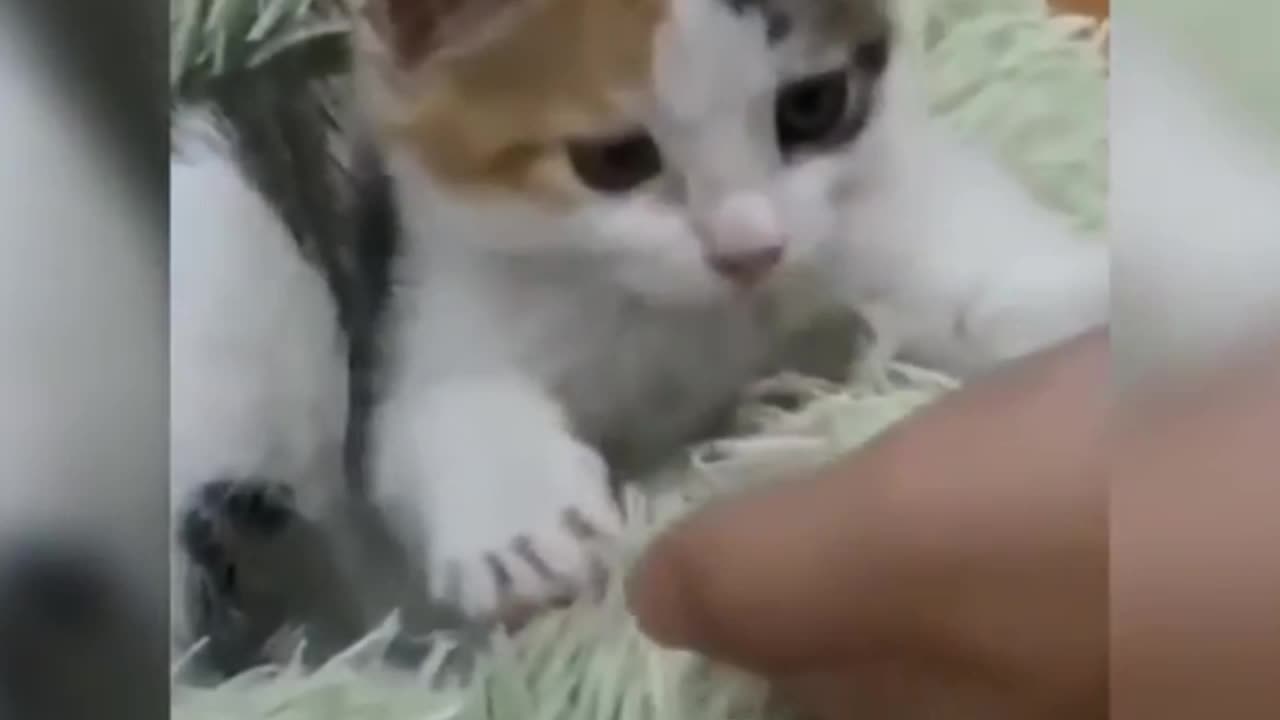 Cat funny angry video