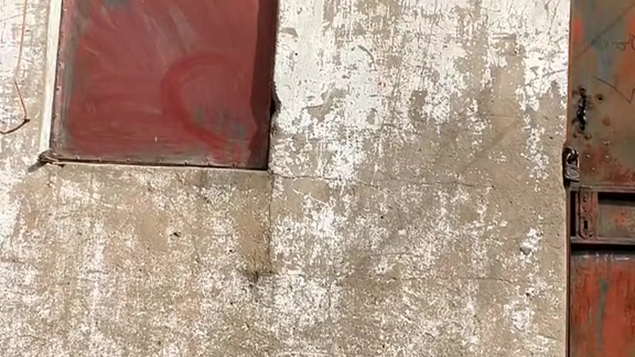 My Ex Gave Me a Dog That Attacked Me