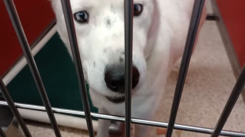 Cisco 3y A848946 Burger 4y A880122 kennel 44 pod 2 PACC shelter funny eyes but lovely boy20251109786