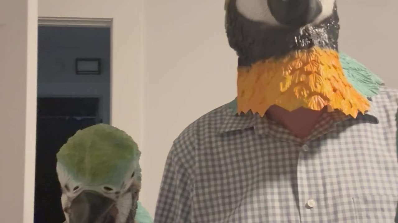 When Pets Look Like Their Owners