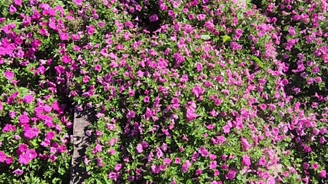 30 Supertunia Hybrid Petunias