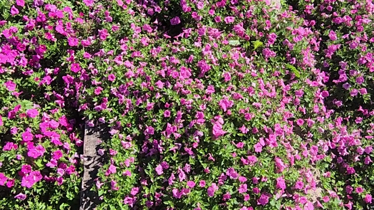 30 Supertunia Hybrid Petunias