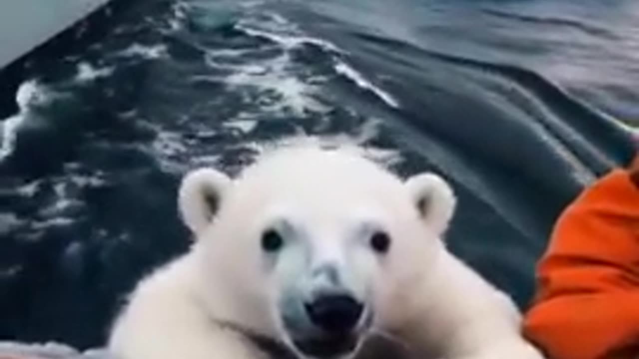 Reuniting a polar bear cub with it’s family