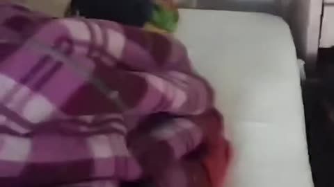 Ratas invaden una sala de hospital en la India