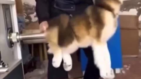 Non so come spiegarlo a Rio.. 😵‍💫