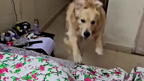 How A Dog Saved Lives 😲✌️ #dog #goldenretriever #pets #animals #puppy #dogshorts