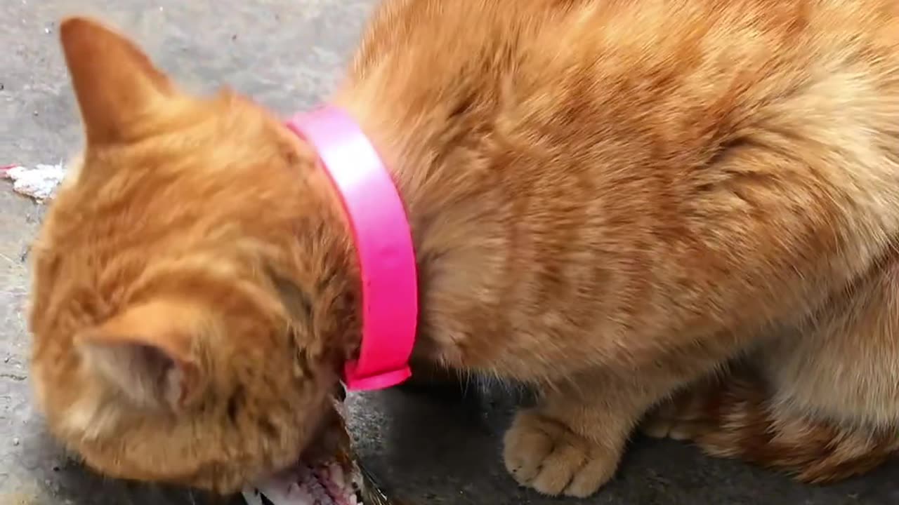 Hungry little kitten