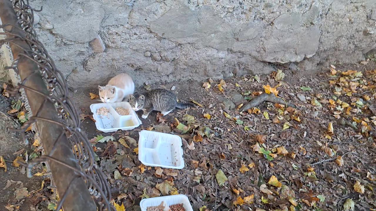 Some of the kitties that are going to be rescued