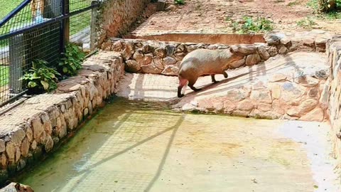 Capybara feeding time