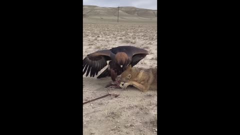 EAGLE HUNTING COYOTE