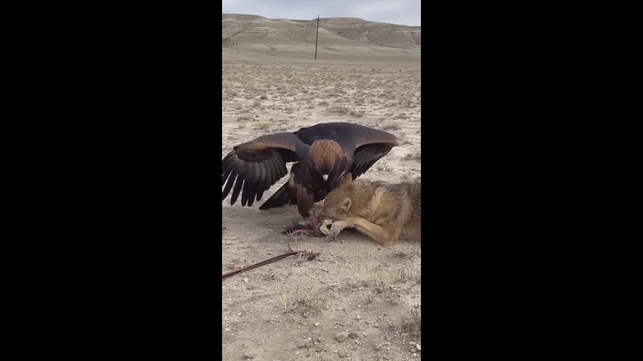 EAGLE HUNTING COYOTE