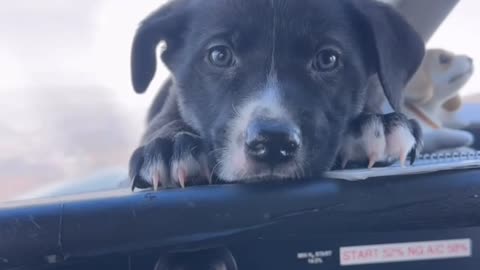 Cute Puppy Relaxing on the Flight Deck of a Plane