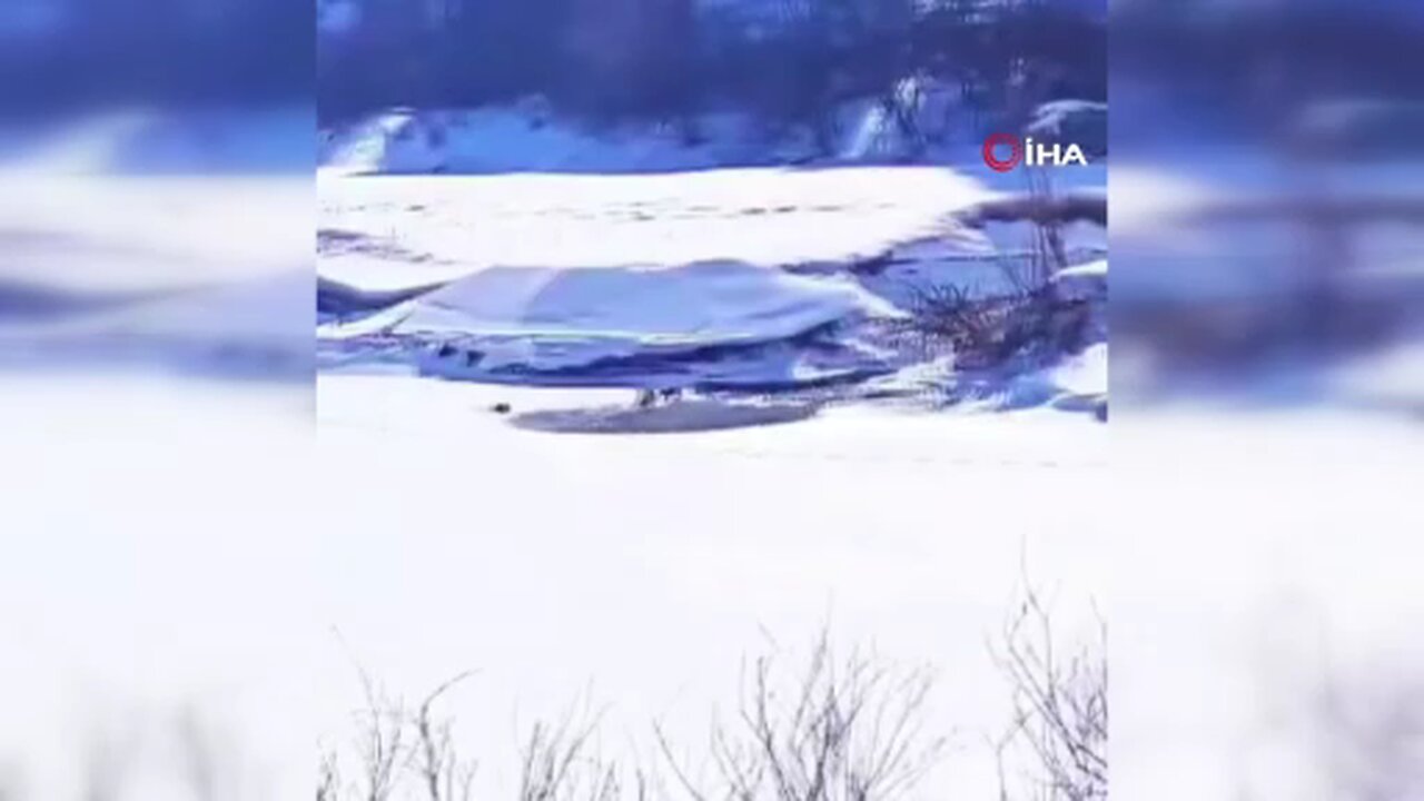 Su samuru ailesi Kura nehrinde görüntülendi